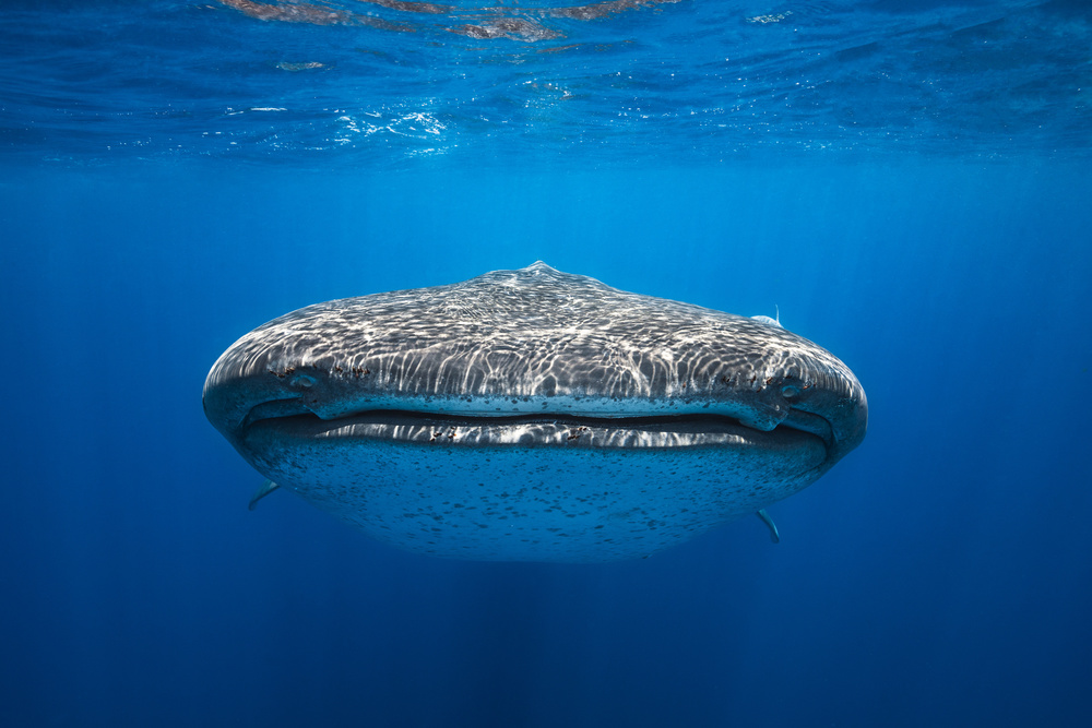 Face to Face with a whale shark von Barathieu Gabriel