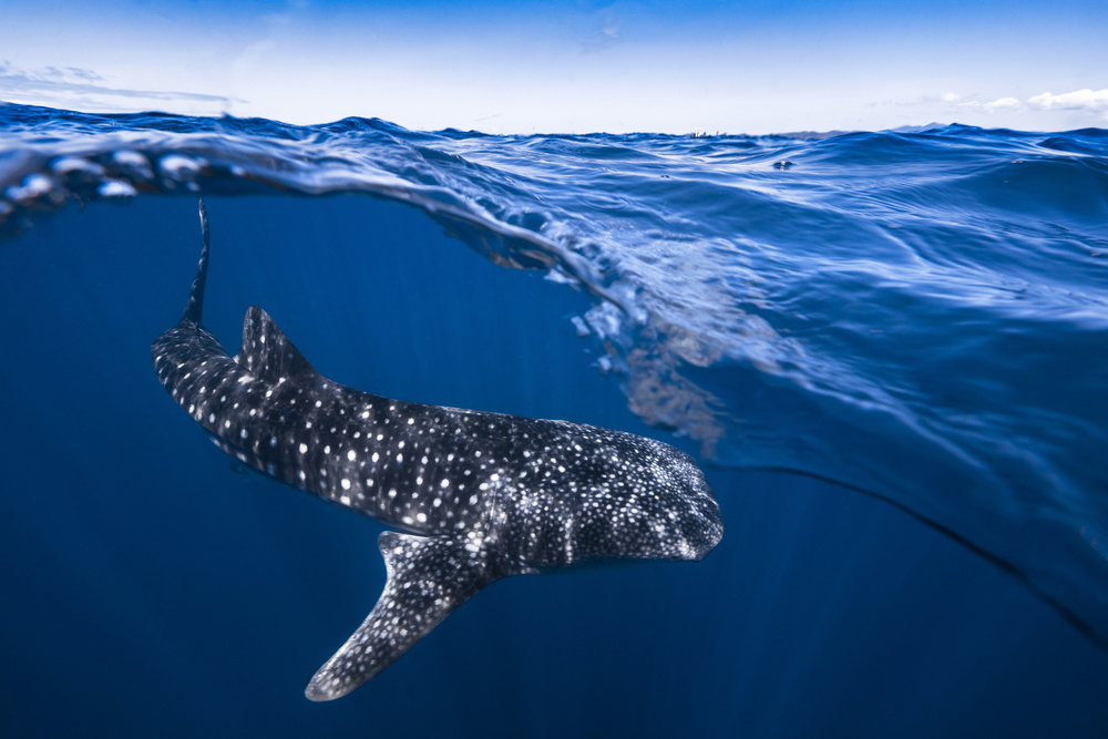 Whale Shark on split level von Barathieu Gabriel