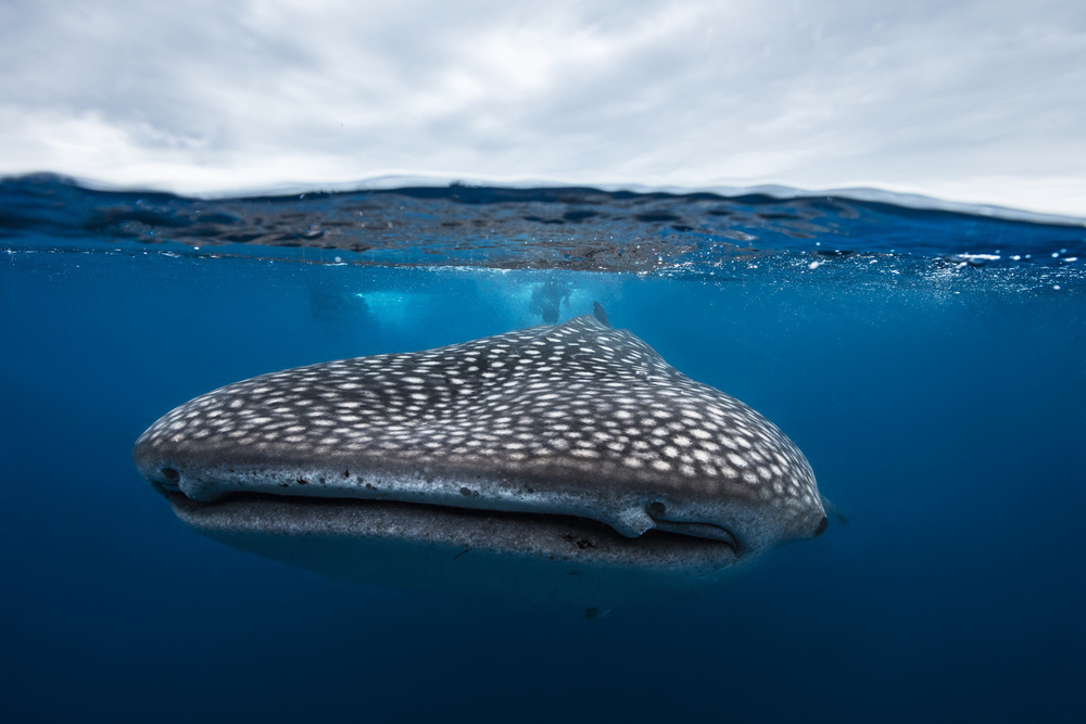 Whale Shark in split level von Barathieu Gabriel