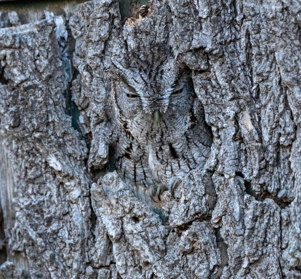 Find me. von Barbara Gill