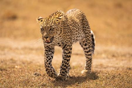 Cheetah on the prowl