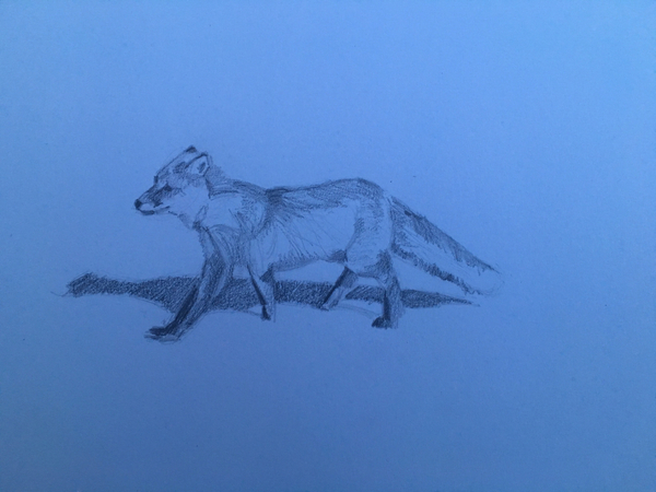 Fox von Barbara Hoogeweegen