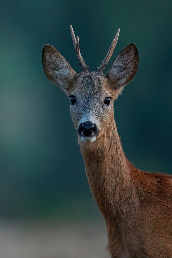 Portrait Of Young "Man" von Barbora Gábrišová