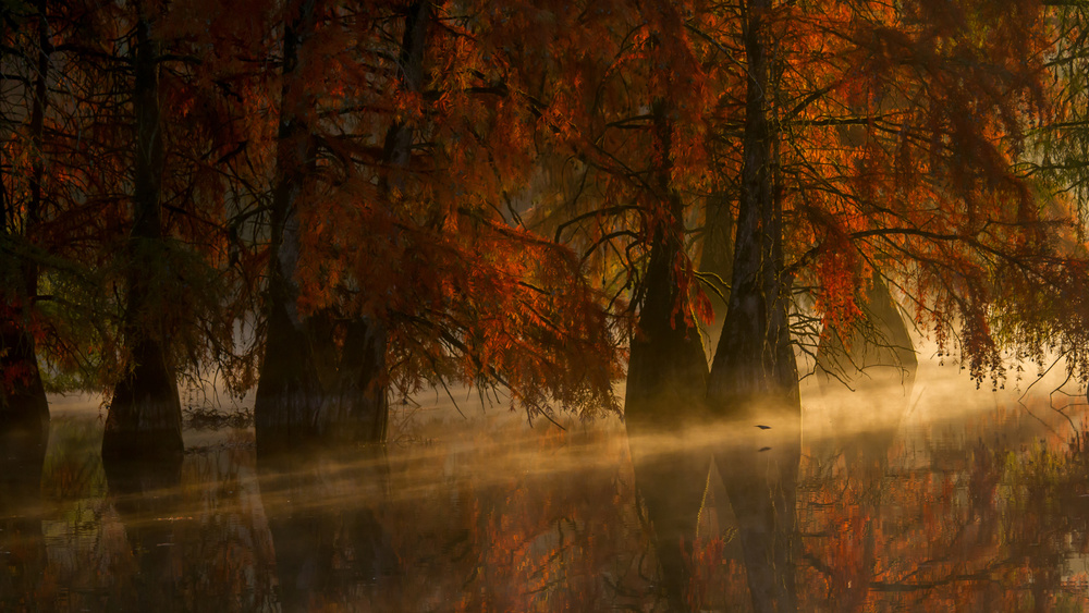 Crossing the kingfisher von Barré Thierry