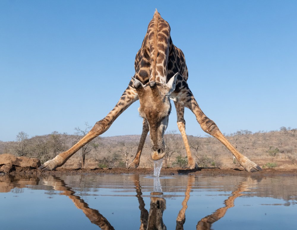 Giraffe drinking water von Bart Michiels