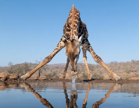 Giraffe drinking water