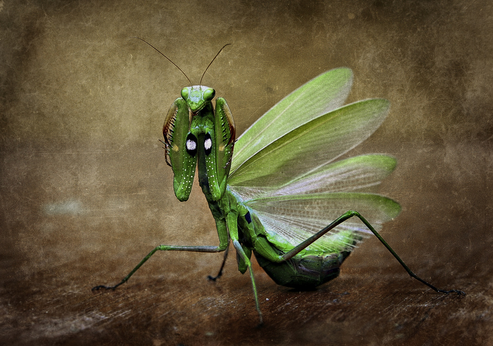 Defcon 2 von Bartagnan