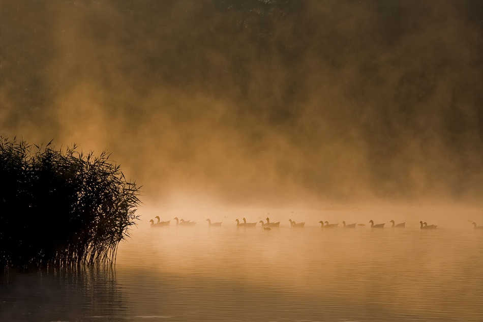 In a row von bartceuppens