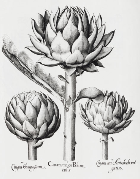 Artischocke / Hortus Eystettensis von Basilius Besler
