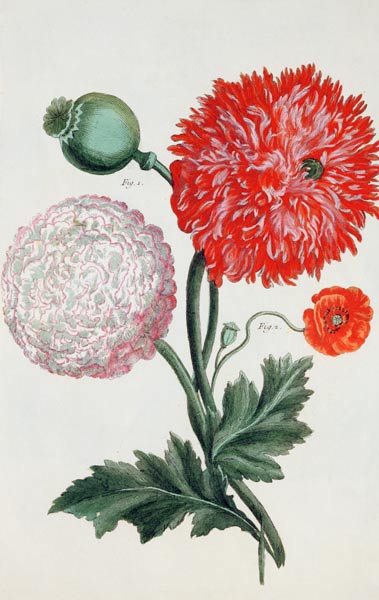 Papaver somniferum and Papaver rheas engraved by German School 18th century von Basilius Besler