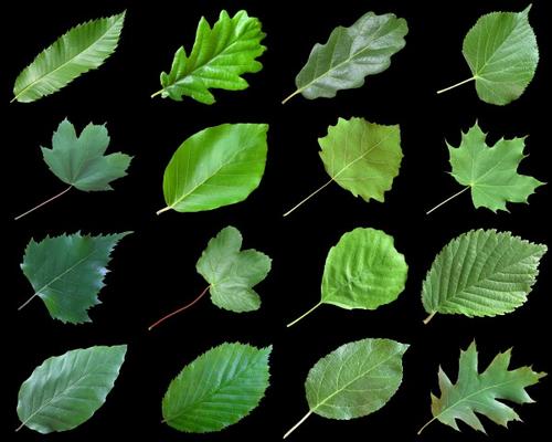 grüne Blätter von Beate Tuerk