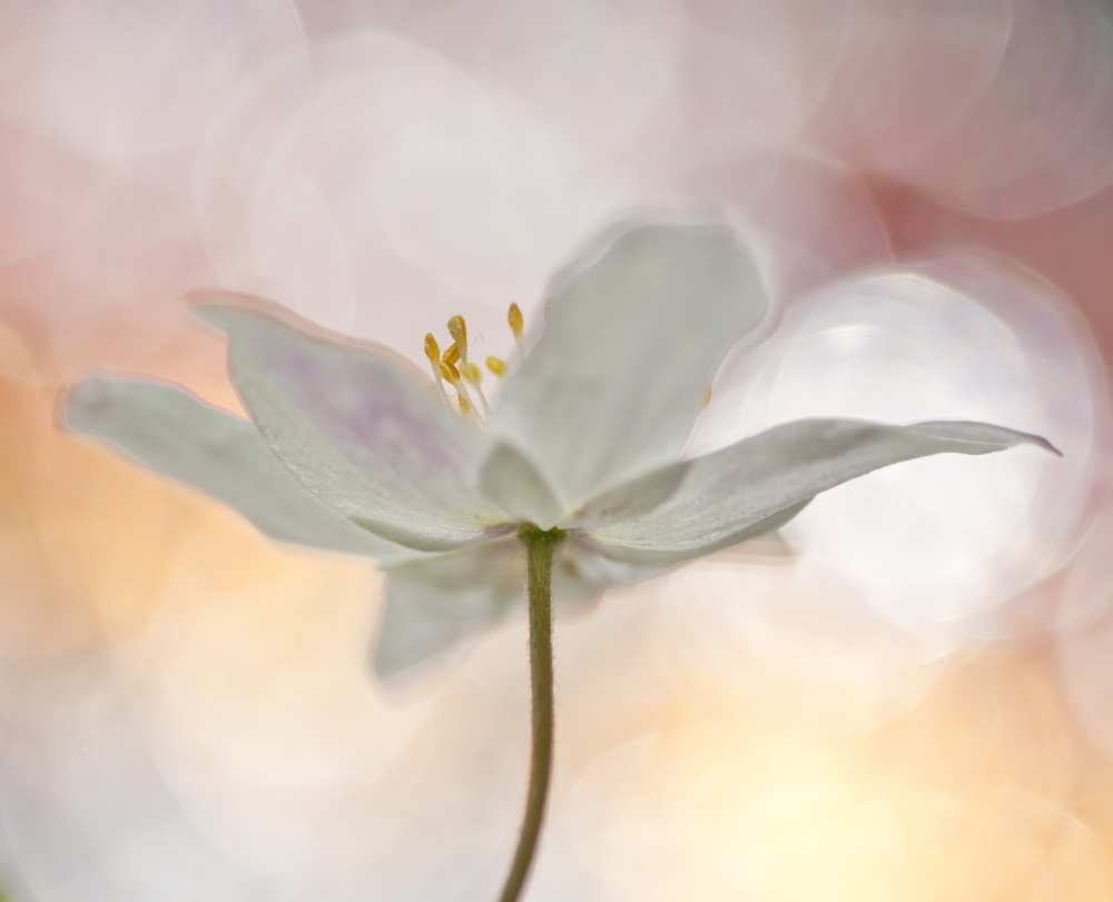 A Sip of Art von Bee Thalin