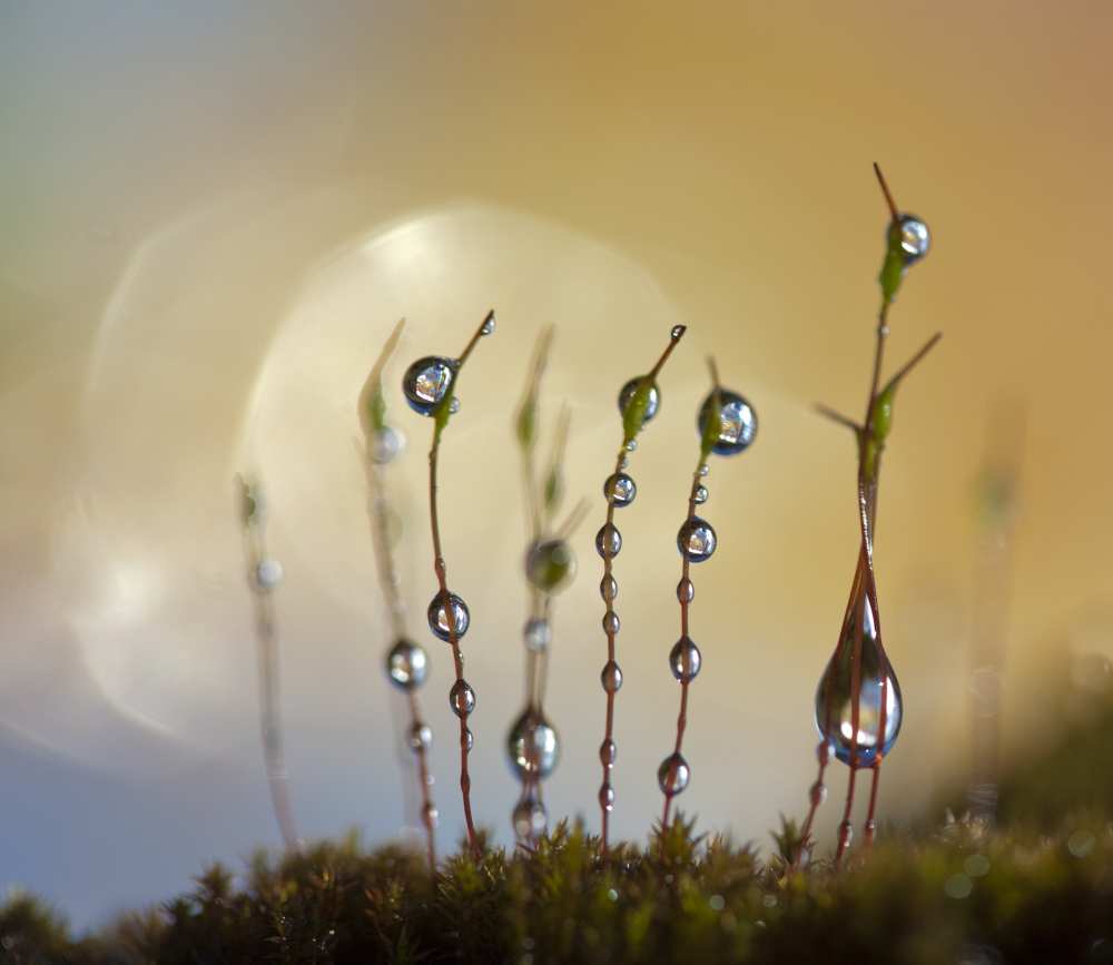 Drop-in-choir von Bee Thalin