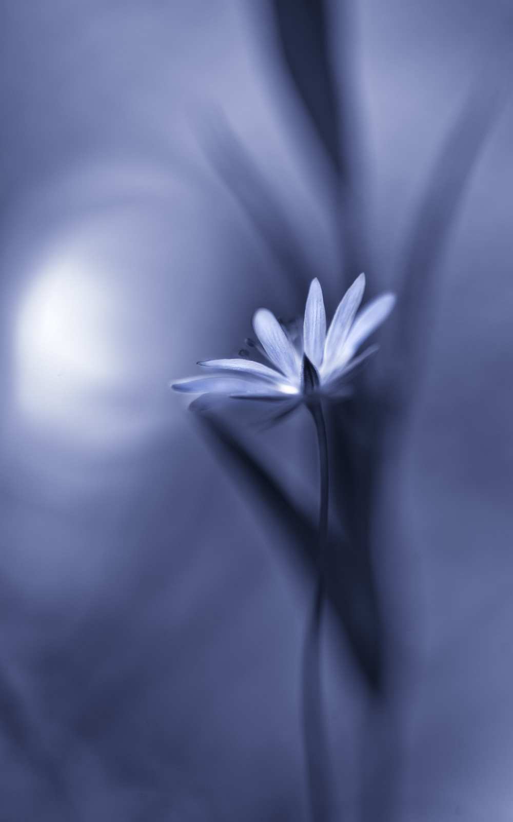 FA¼r Elise von Bee Thalin