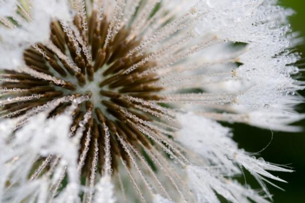 Löwenzahn von Benjamin Hangs