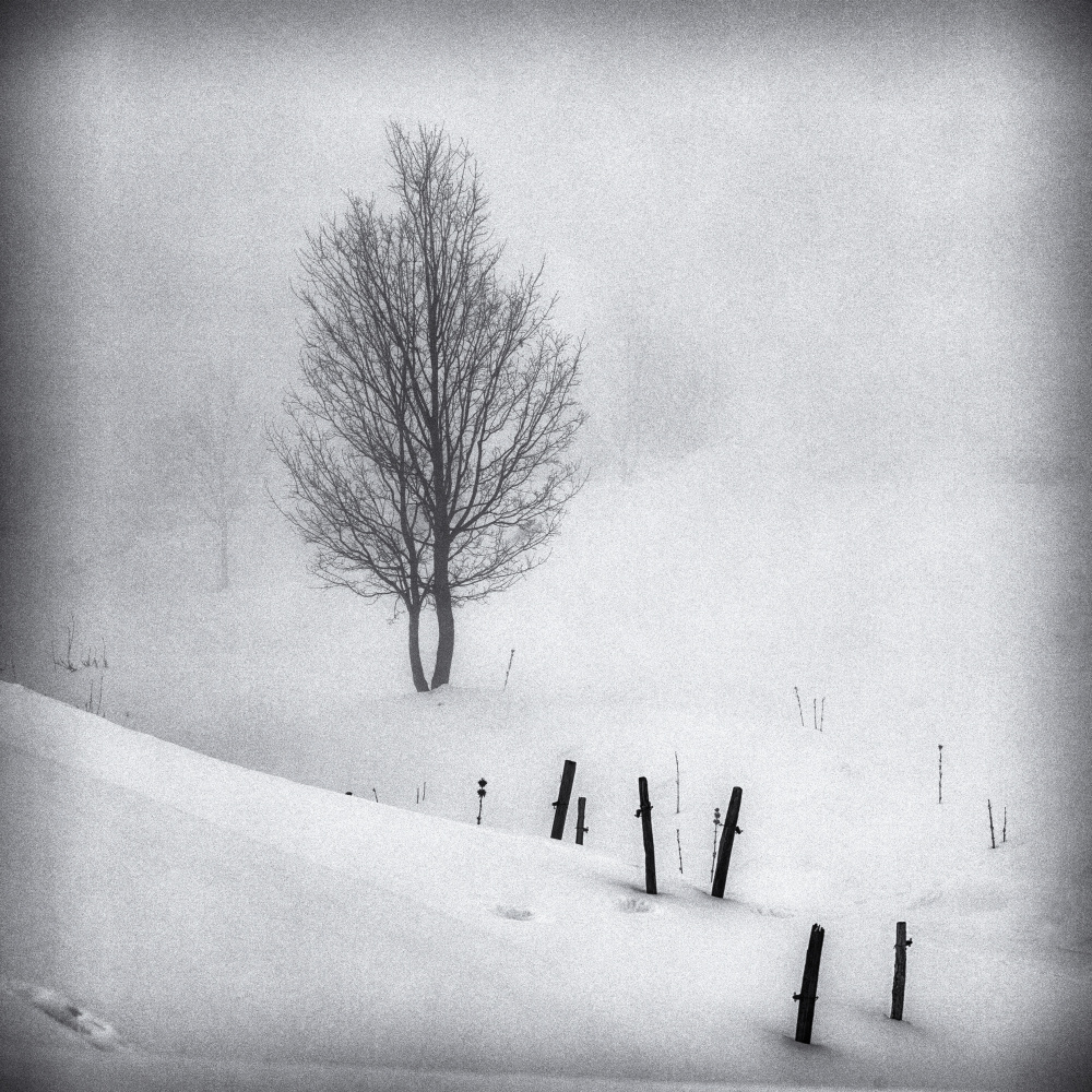 In the fog 2 von Benjamine Hullot Scalvenzi