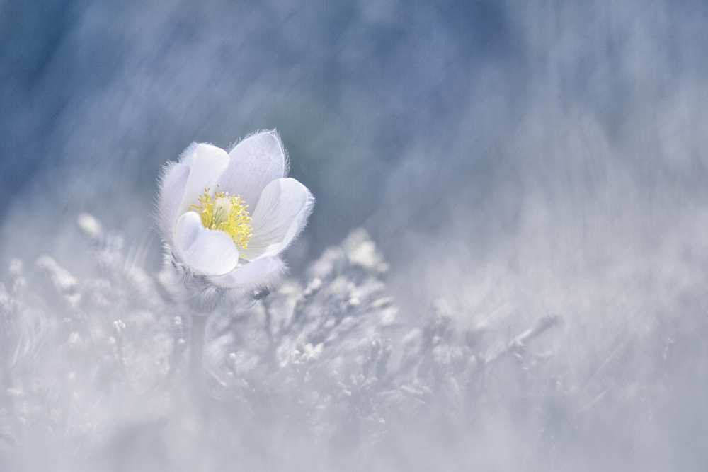 The diamond of the mountain von Benjamine Hullot Scalvenzi