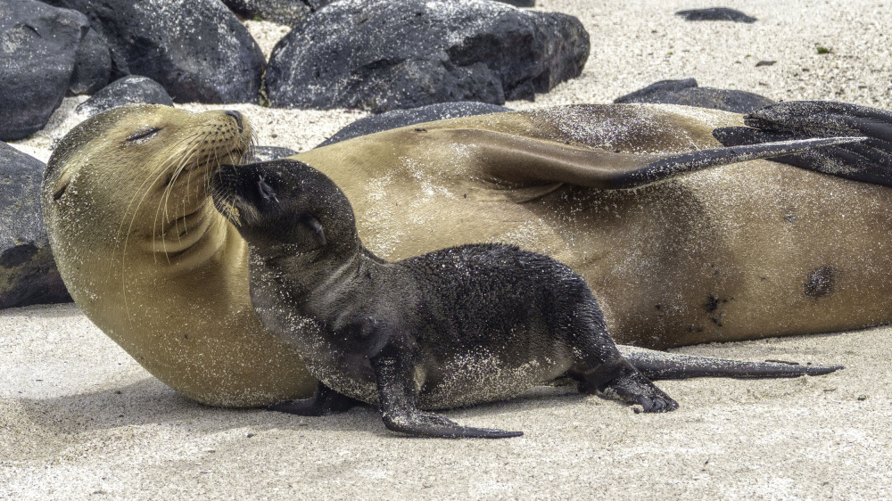 Mother von Benny Gross