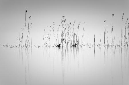 Couple in the reeds