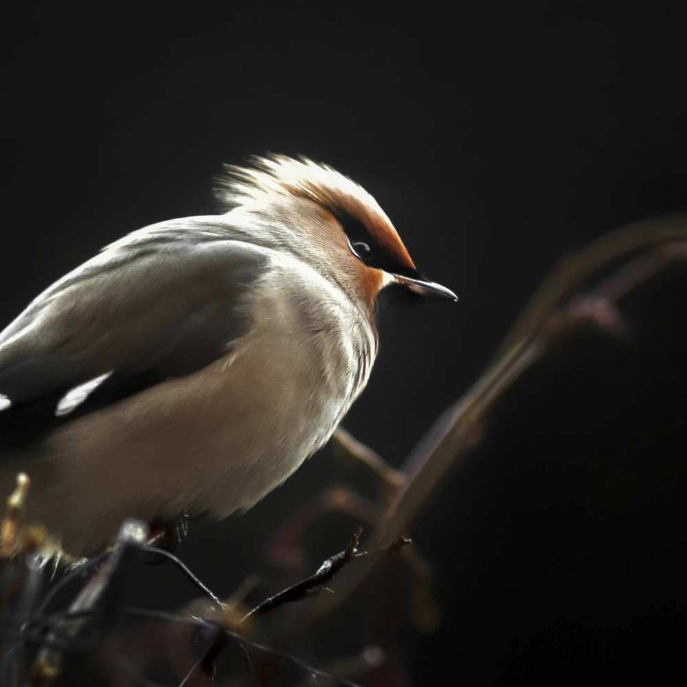 Silk tail von Benny Pettersson