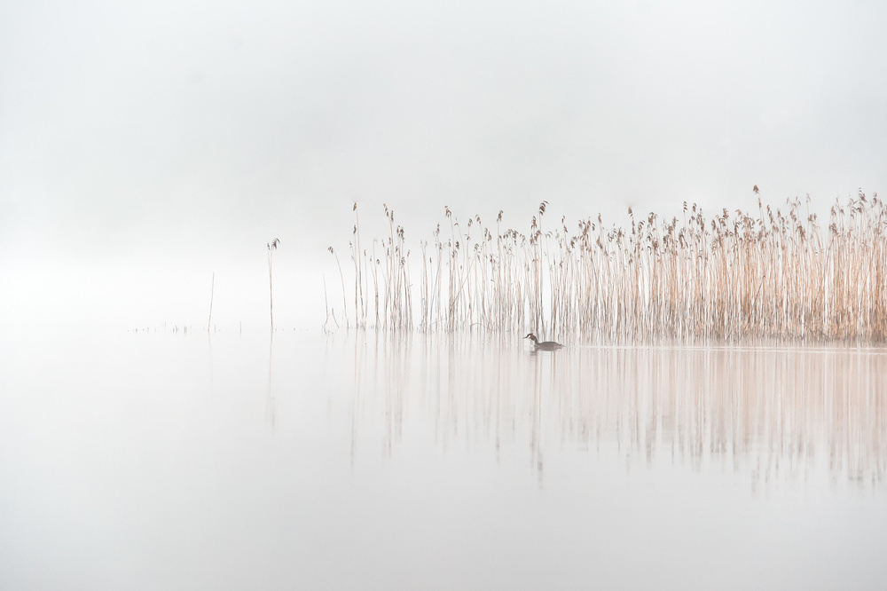 Days in the fog von Benny Pettersson