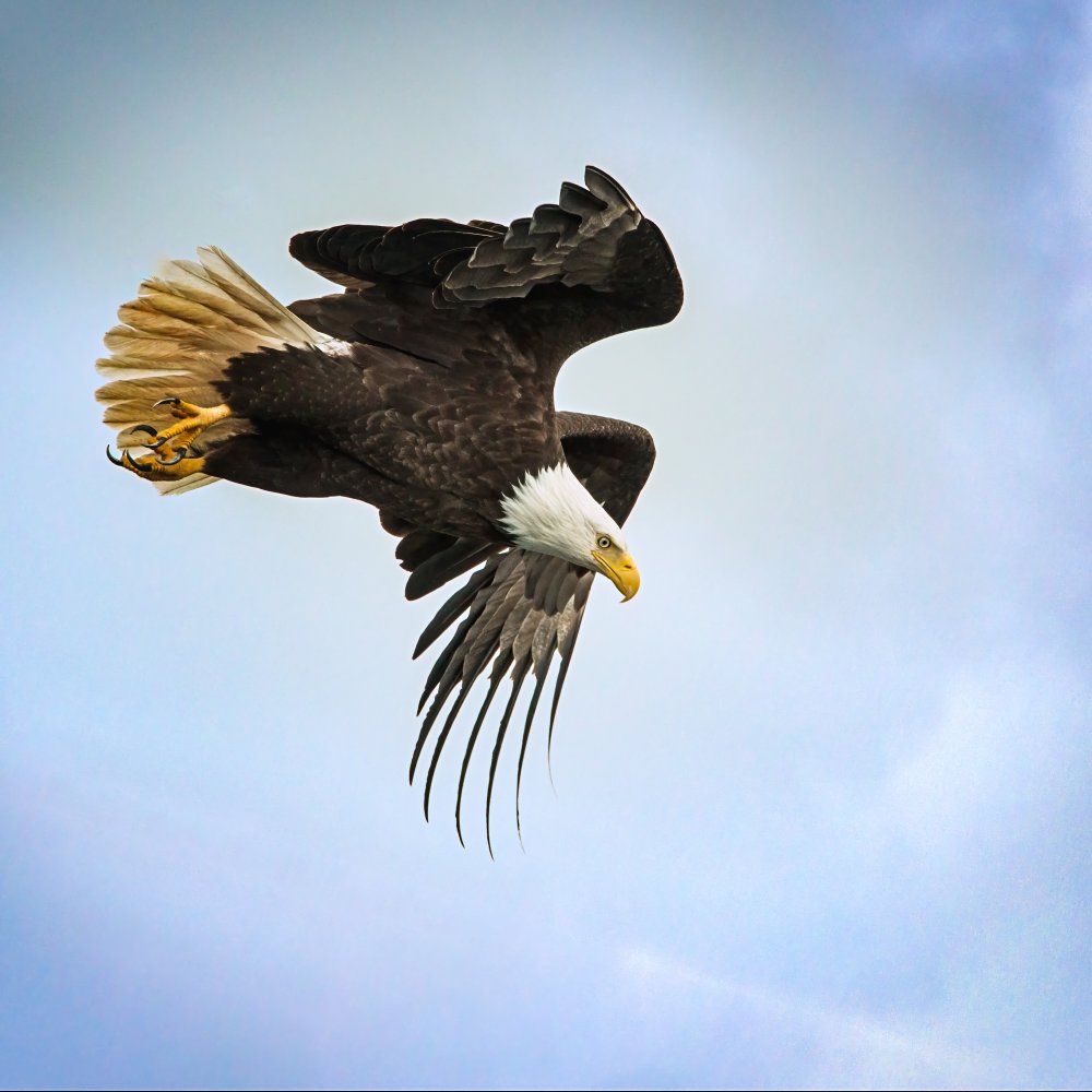 Taking Flight von Benton Murphy