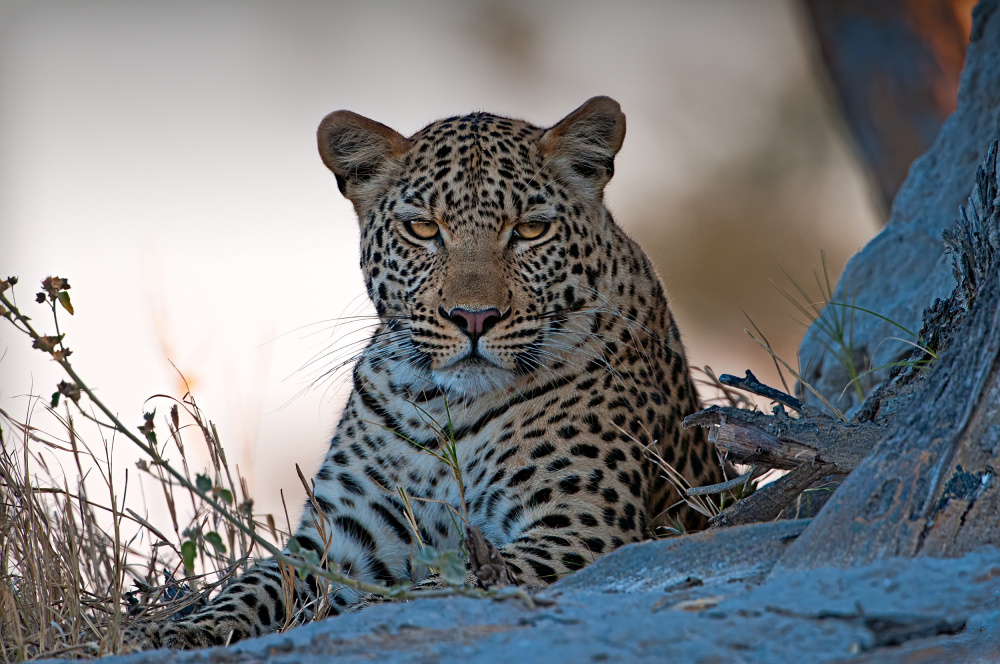 Leopard, Okavango Delta von Benton Murphy