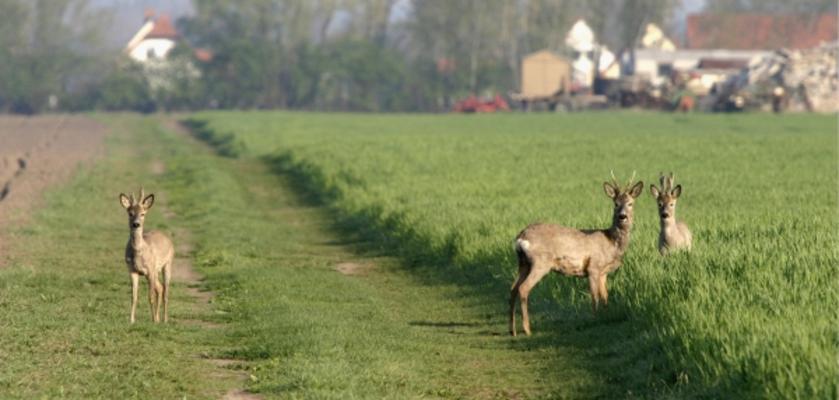 Rehe auf einem Feld von Bernd Geller