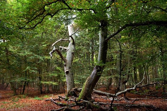Darßer Urwald von Bernd Wüstneck