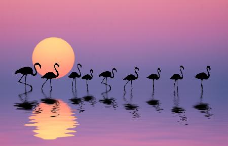 Family Flamingos