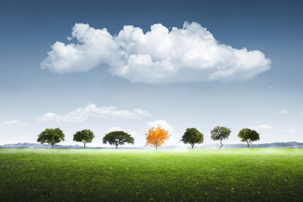 Seven Tree von Bess Hamiti