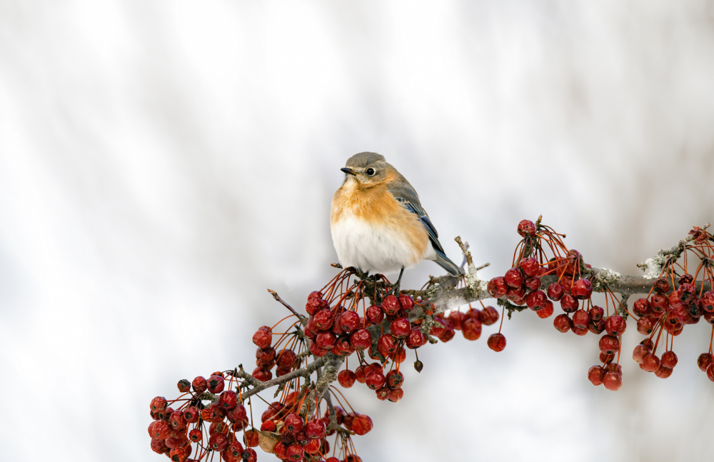 Eastern Bluebird von Betty Liu