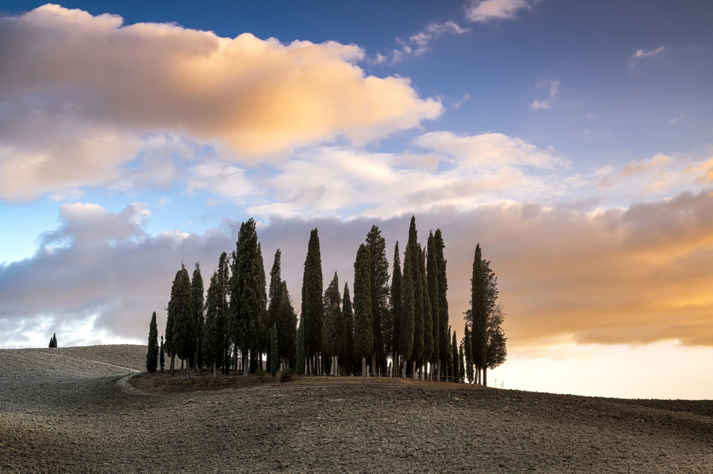 Cipressi von Biffi Pietro