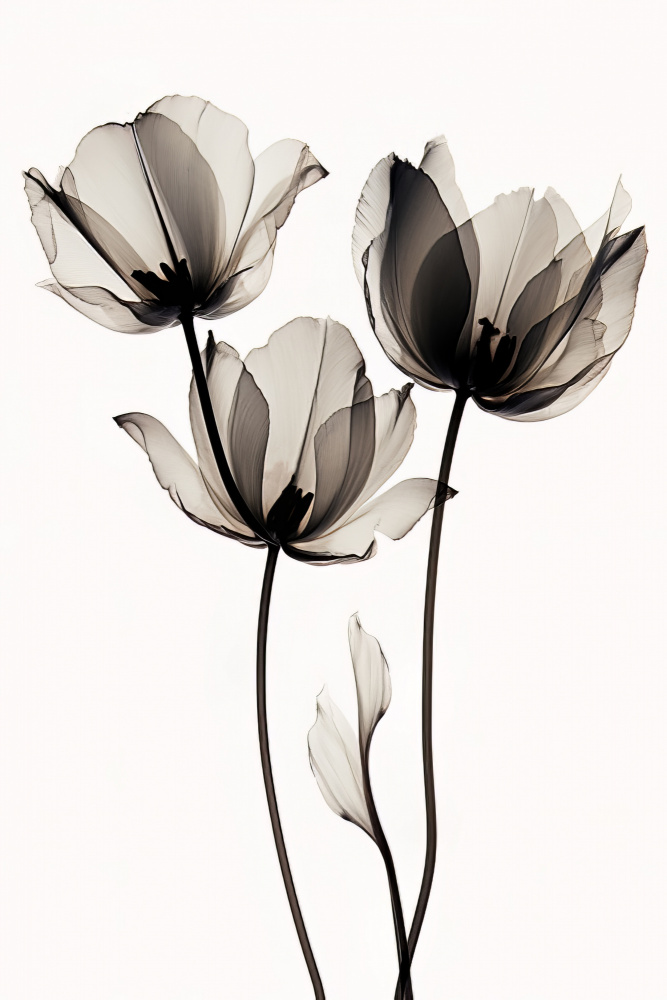 Black Tulips 2 von Bilge Paksoylu