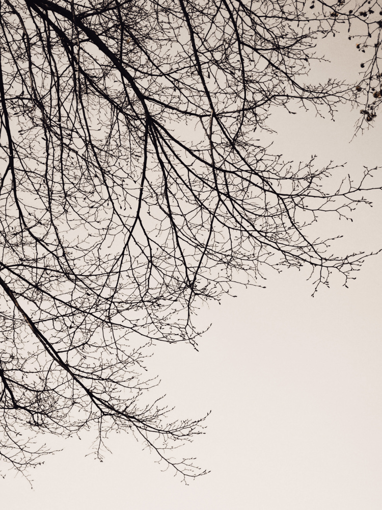 Branches against the sky -BW von Bilge Paksoylu