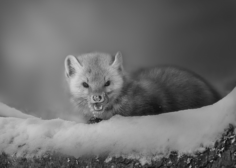 Cute Pine Marten von BIN ZHANG