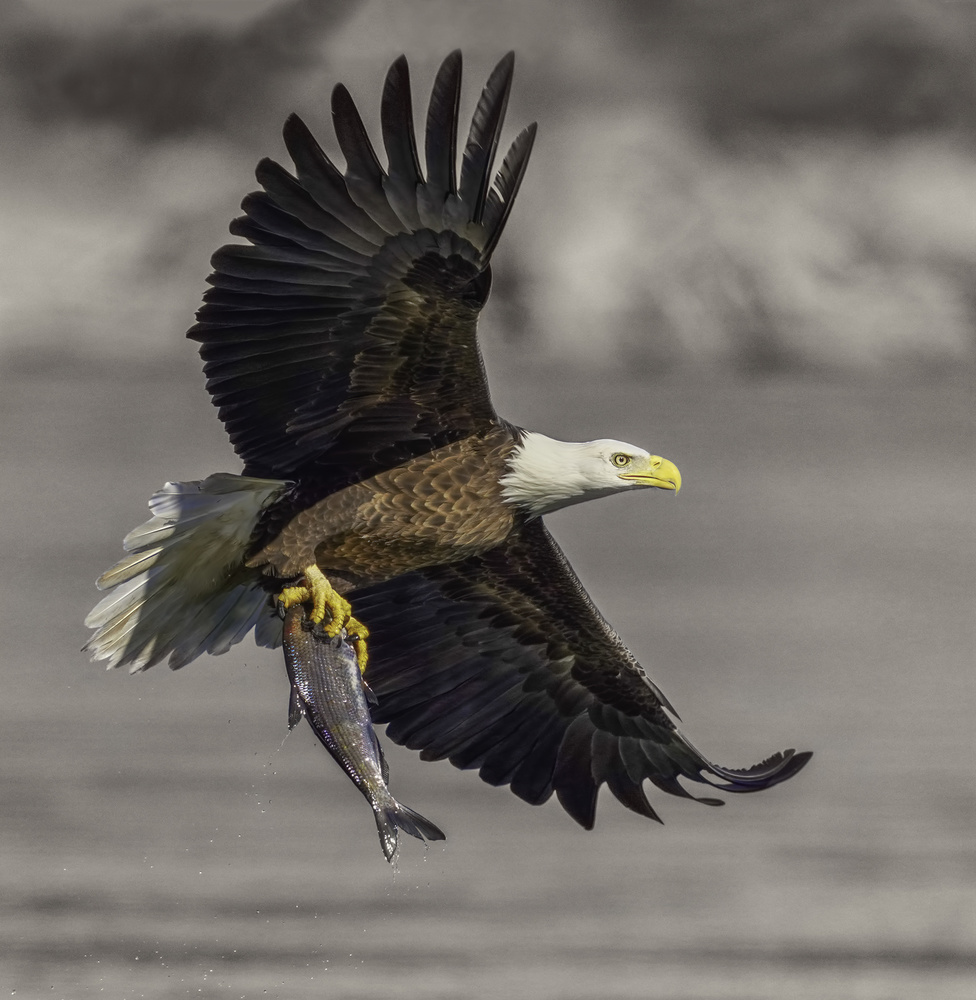 Bald Eagle von Binbin L.