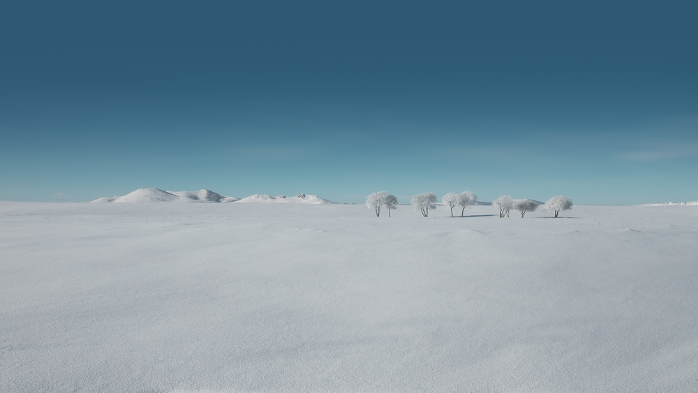 The woods von Bingo Z