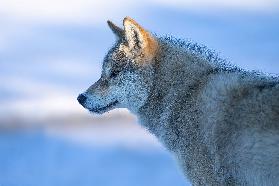 Ein wachsamer Wolf