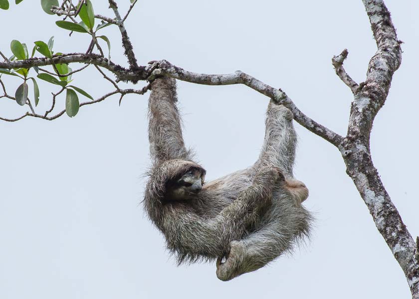 Faultier (Panama) von Birge George