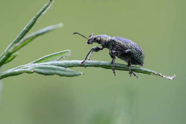 Ruesselkaefer von Birge George