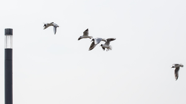 Wedel Moewen (Hamburg) von Birge George