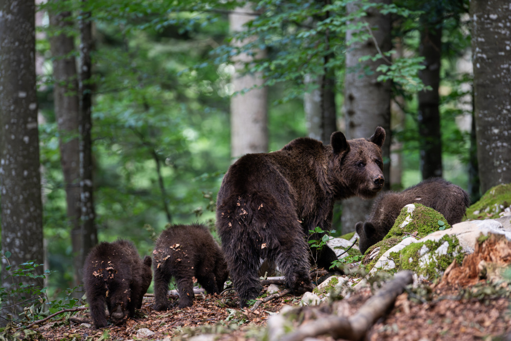 bear family von Bjoern Alicke