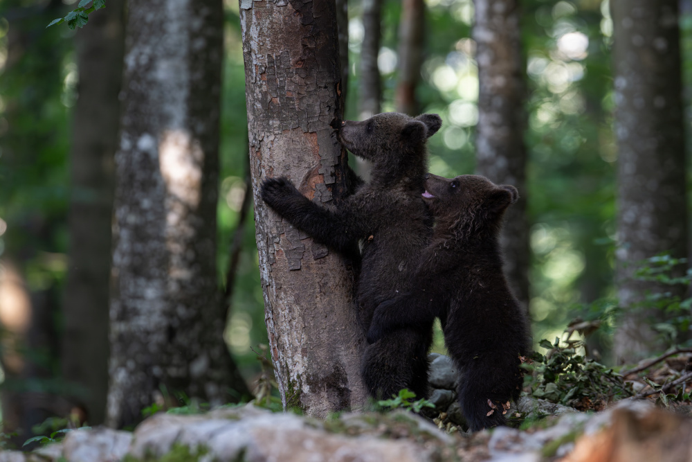 playing bear cubs 1 von Bjoern Alicke
