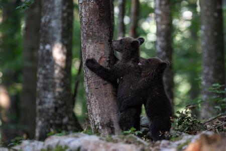 playing bear cubs 1