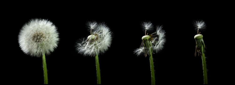 dandelion flower sequenz von Bjoern Alicke