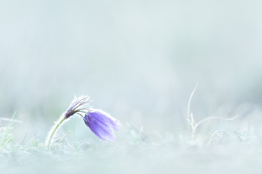 Close-up of purple flower on field von Bjoern Alicke