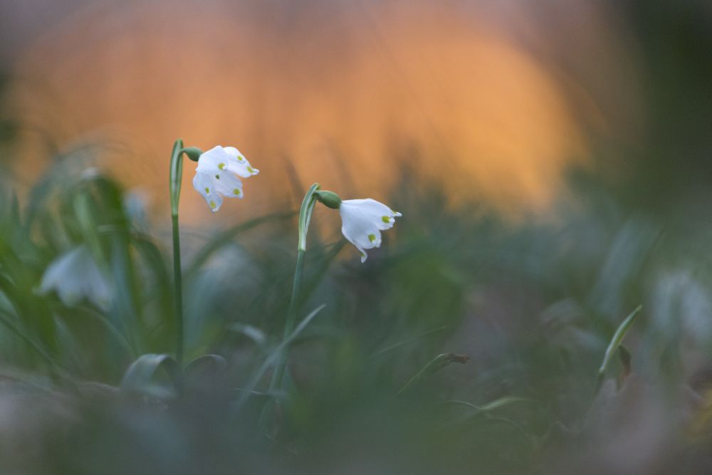 Close-up of white snowflake on field, sunset von Bjoern Alicke