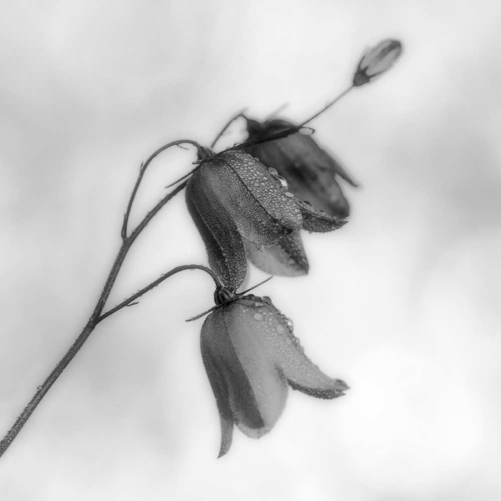 Autumn dew von Bjorn Emanuelson