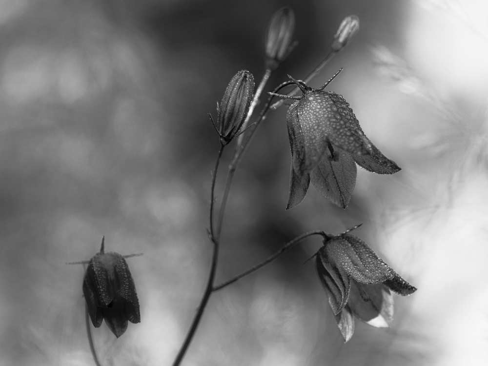 Monochrome bluebells von Bjorn Emanuelson